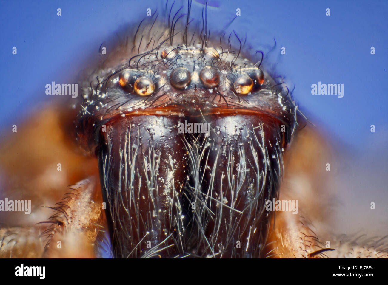 Alta immagine macro di una casa spider occhi e faccia visto dalla parte anteriore. Tegenaria sp. Foto Stock