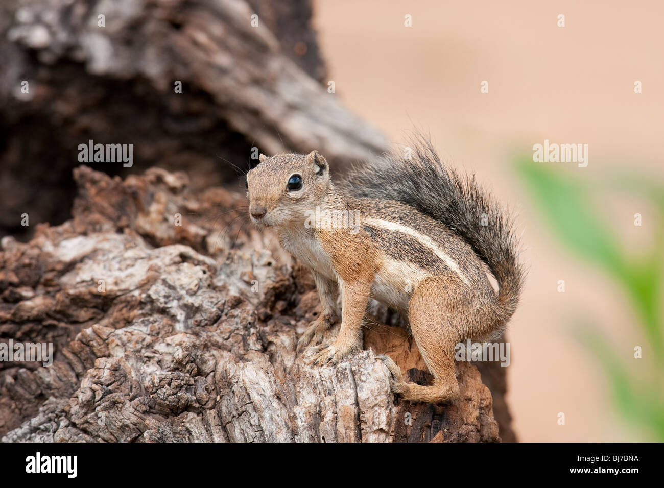 Yuma Antelope scoiattolo (Ammospermophilus harrisi) Foto Stock