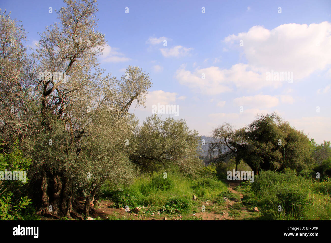 Israele, Gerusalemme montagne, un olivo (sinistra) e un albero di quercia sul Monte Tzuba Foto Stock
