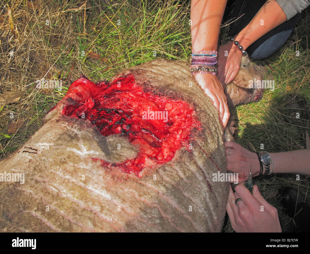 Un veterinario e il suo assistente di mettere giù una pecora selvaggiamente mauled da un cane Foto Stock