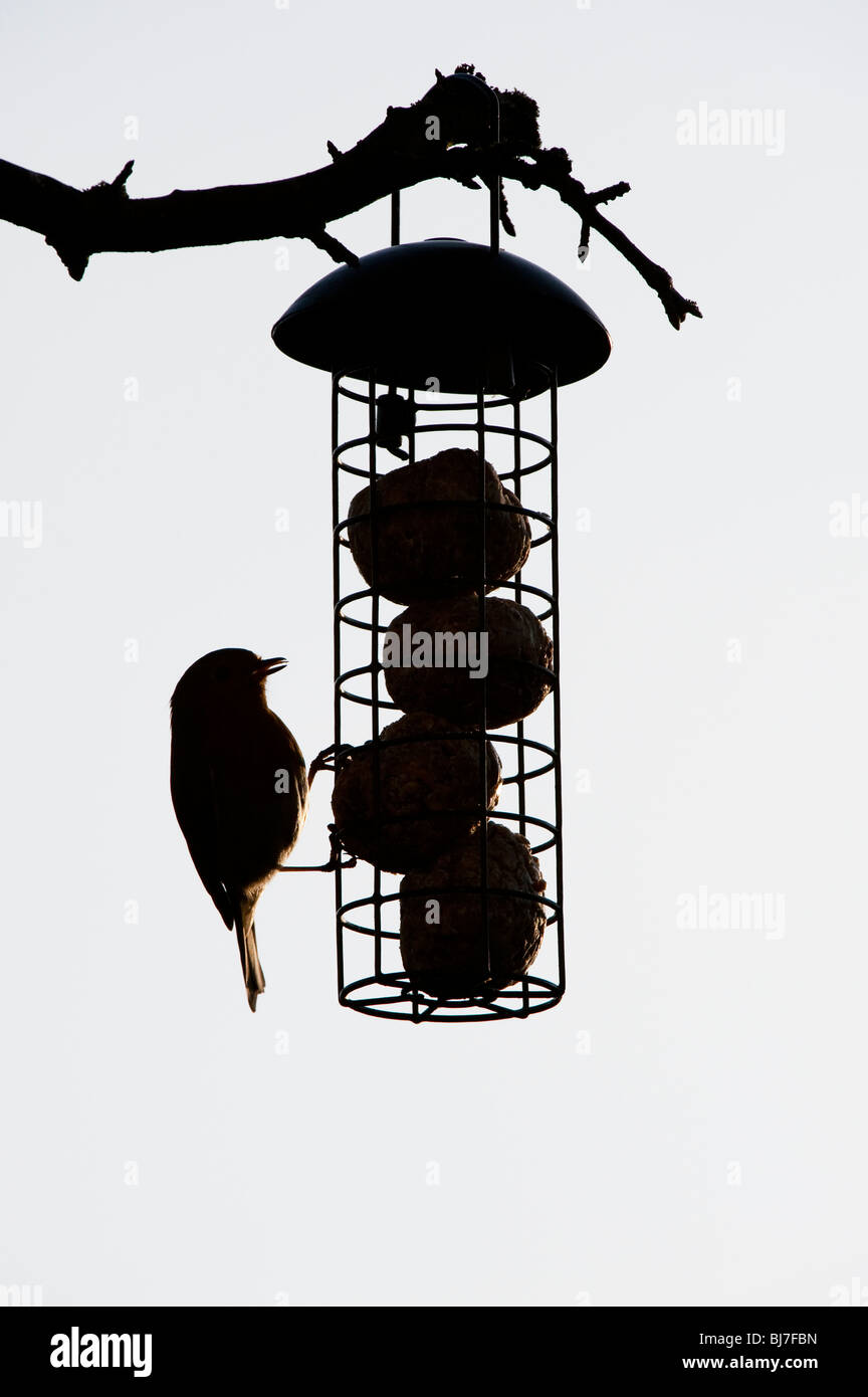 Silhouette di Robin su un grasso alimentatore a sfera pendente da un albero in un giardino. Regno Unito Foto Stock
