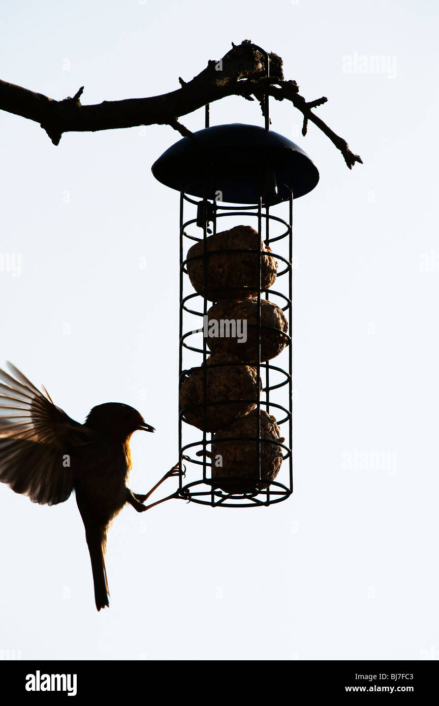 Silhouette di Robin su un grasso alimentatore a sfera pendente da un albero in un giardino. Regno Unito Foto Stock