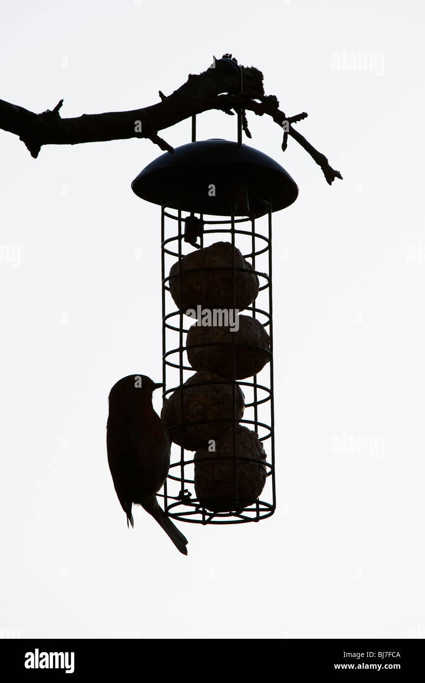 Silhouette di Robin su un grasso alimentatore a sfera pendente da un albero in un giardino. Regno Unito Foto Stock
