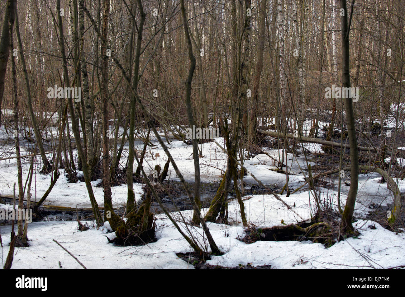 Per una foresta russa è sempre stata home. Foto Stock