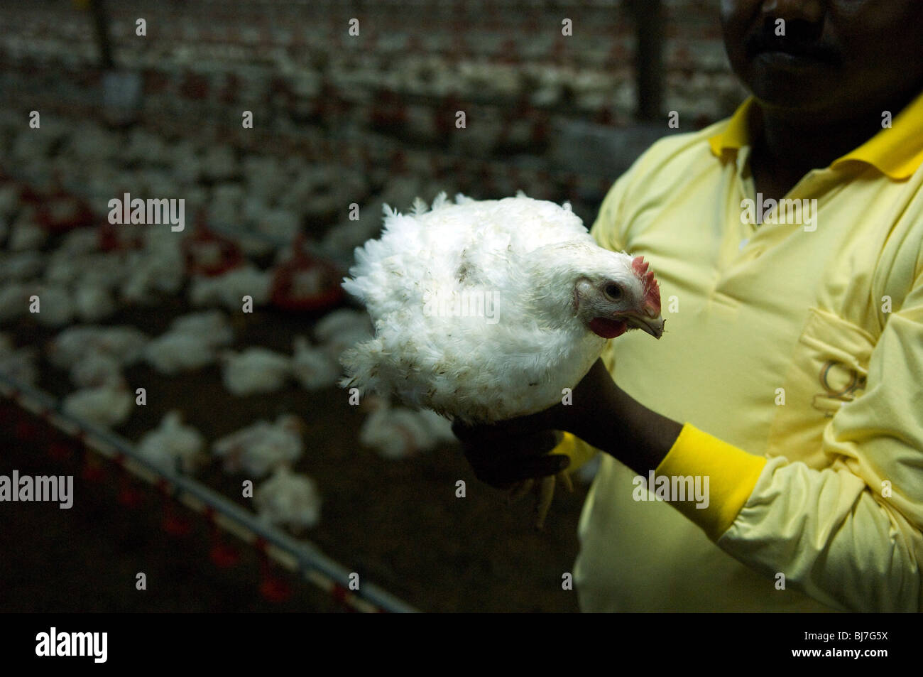 Batteria fattoria di gallina, Brunei Darussalam Foto Stock