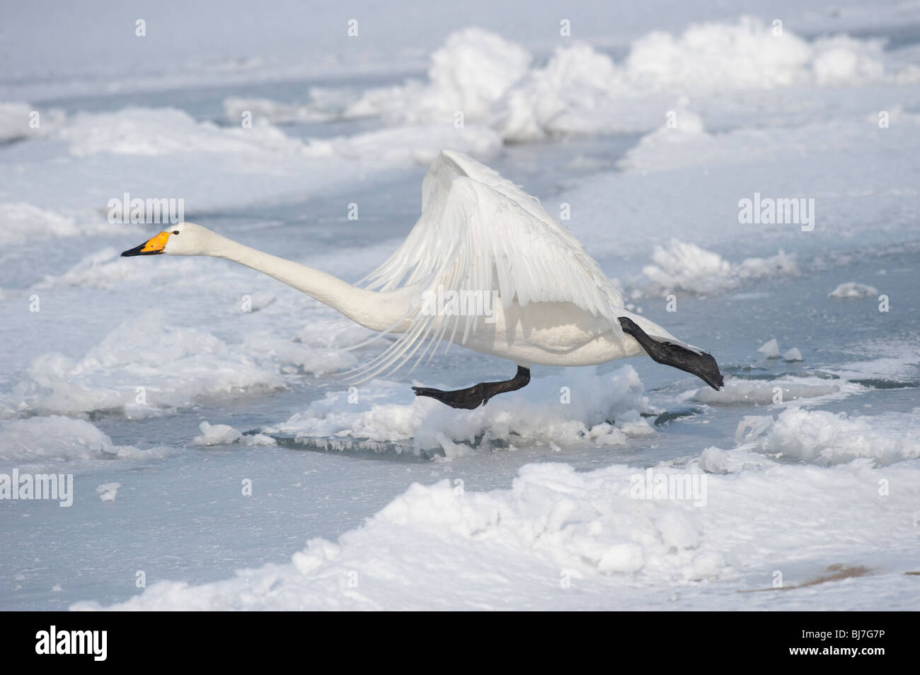 Whooper gironzolano sul lago ghiacciato di Kussharo, Giappone Foto Stock