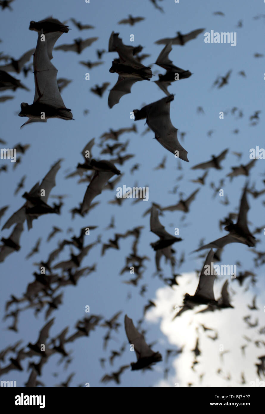 Messicano emergenti free-tailed bat battenti di Austin in Texas Foto Stock