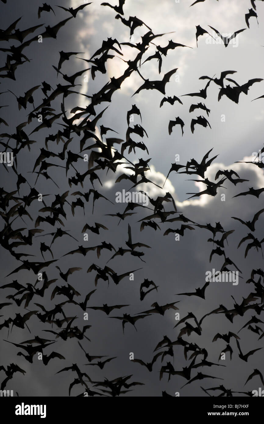 Libera messicano-tailed bat Texas emergenti gregge emergere colony fly free tailed sciame emergere brasiliano animale mammifero wildlife cloud s Foto Stock