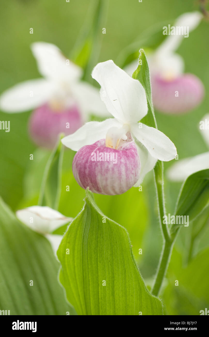 Primo piano di tre vistose lady pantofole. Appariscente lady pantofole sono orchidee che sono il fiore dello stato del Minnesota Foto Stock