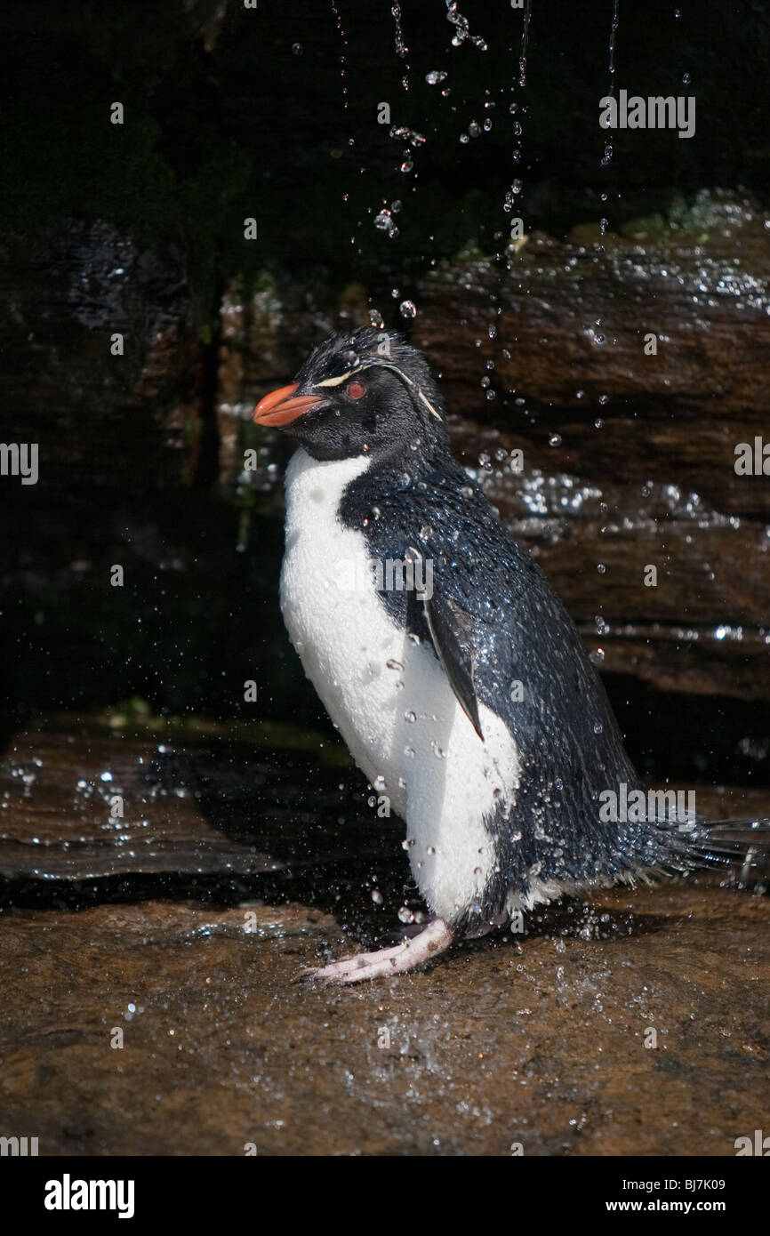 Pinguino saltaroccia Eudyptes chrysocome Felsenpinguin Rookery Saunders Island Isole Falkland pinguino saltaroccia a doccia Foto Stock