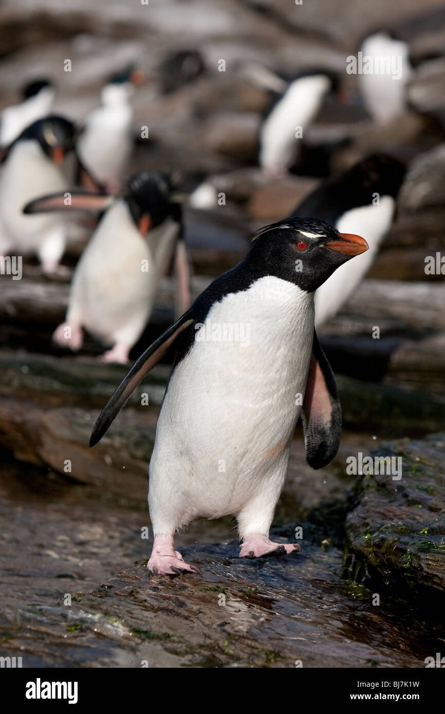Pinguino saltaroccia Eudyptes chrysocome Felsenpinguin Rookery Saunders Island Isole Falkland passeggiate Foto Stock