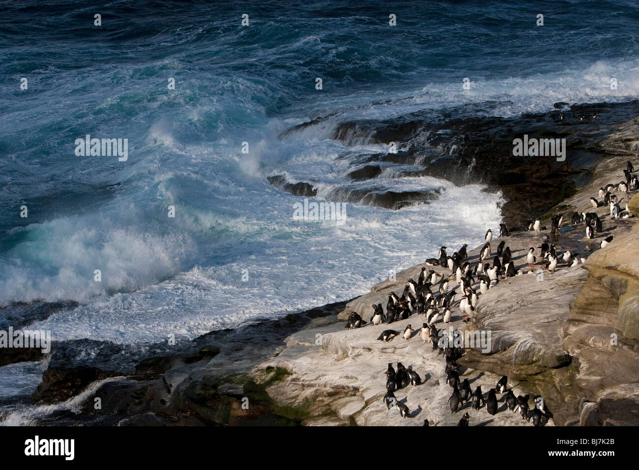 Pinguino saltaroccia Eudyptes chrysocome Felsenpinguin Rookery Saunders Island Isole Falkland litorale con pinguini Foto Stock