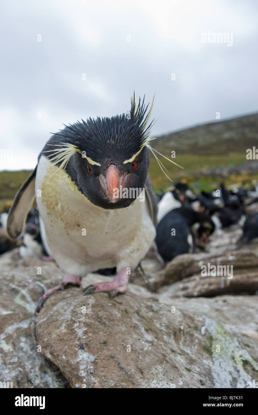 Pinguino saltaroccia Eudyptes chrysocome Felsenpinguin Rookery Saunders Island Isole Falkland curioso Foto Stock