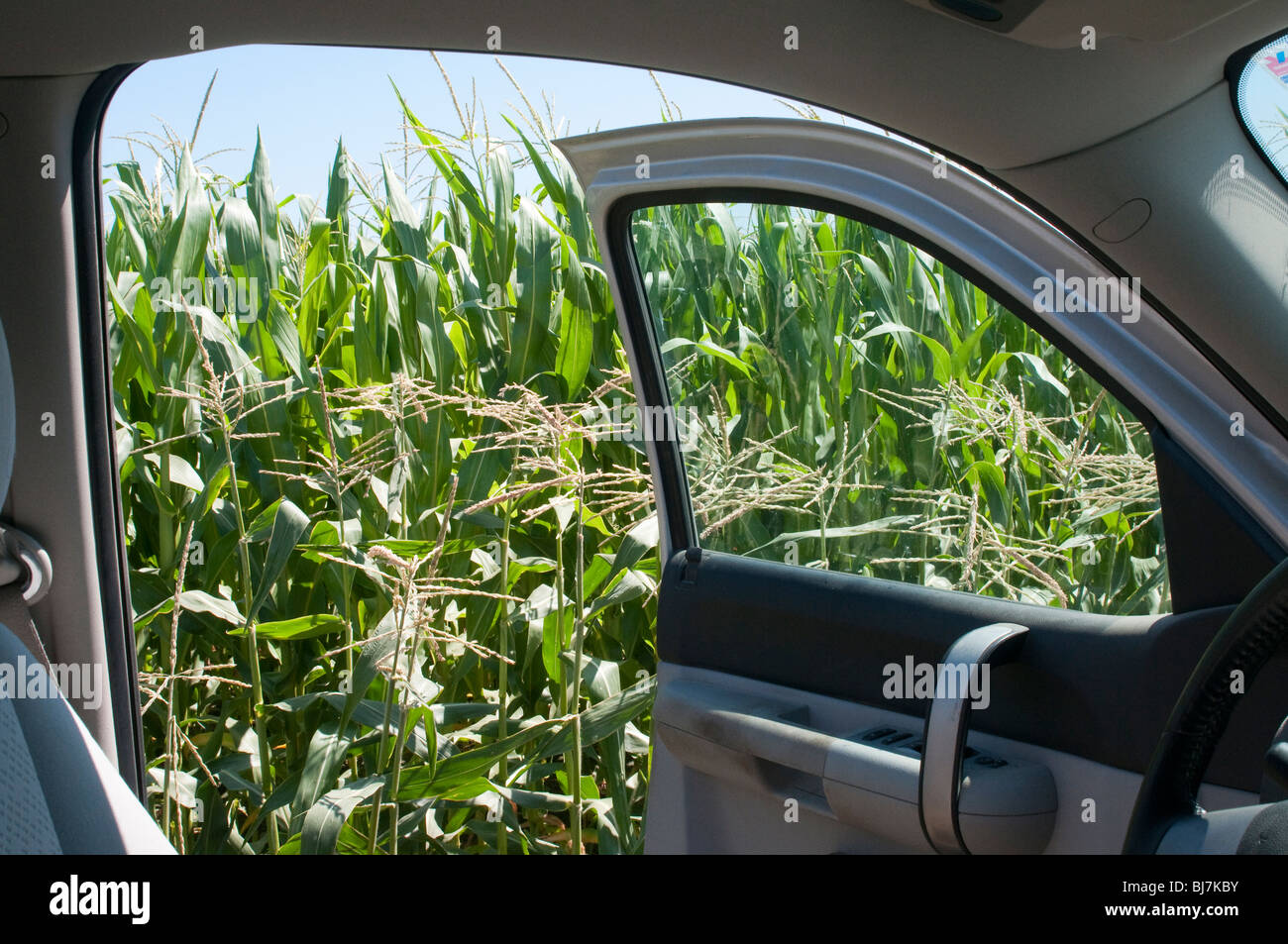 Un cornfield visto attraverso un carrello porta auto e finestra. Foto Stock