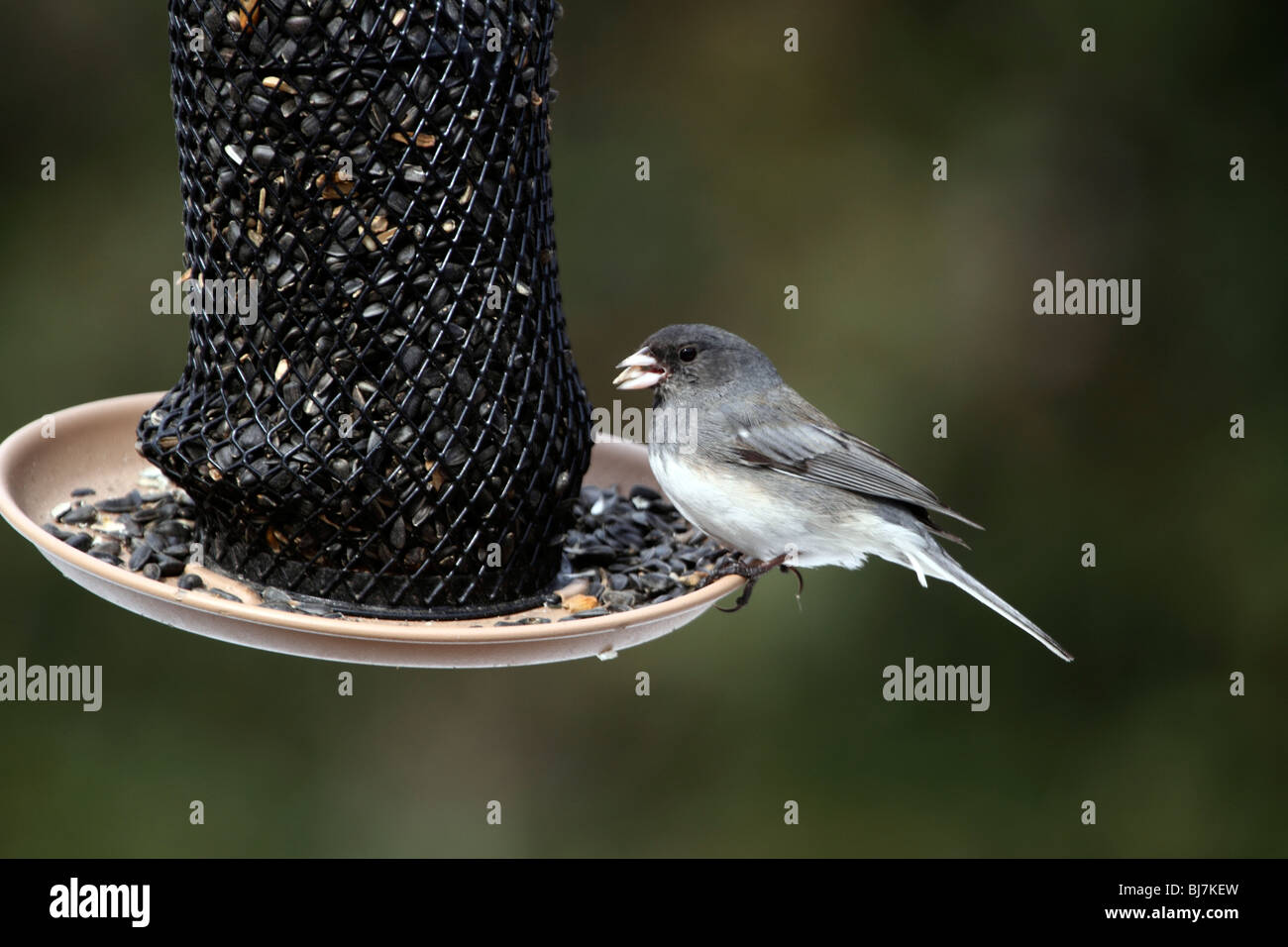 Maschio scuro-eyed Junco, Junco hyemalis, mangiare a Bird Feeder Foto Stock