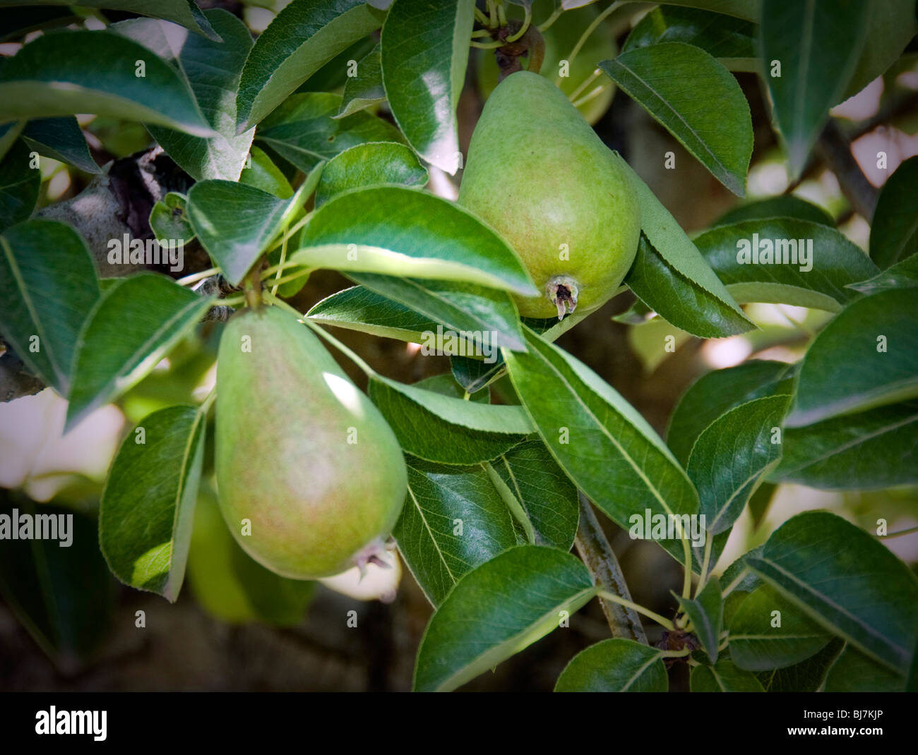 Un verde Anjou pera su un albero in Oregon. Foto Stock