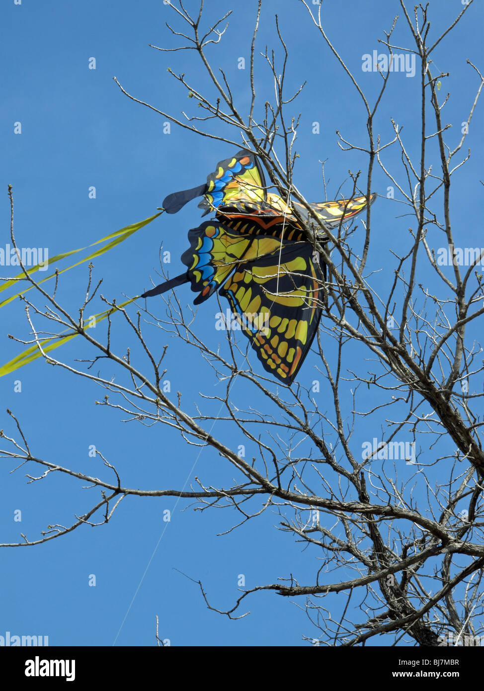 Butterfly kite nella struttura ad albero Foto Stock