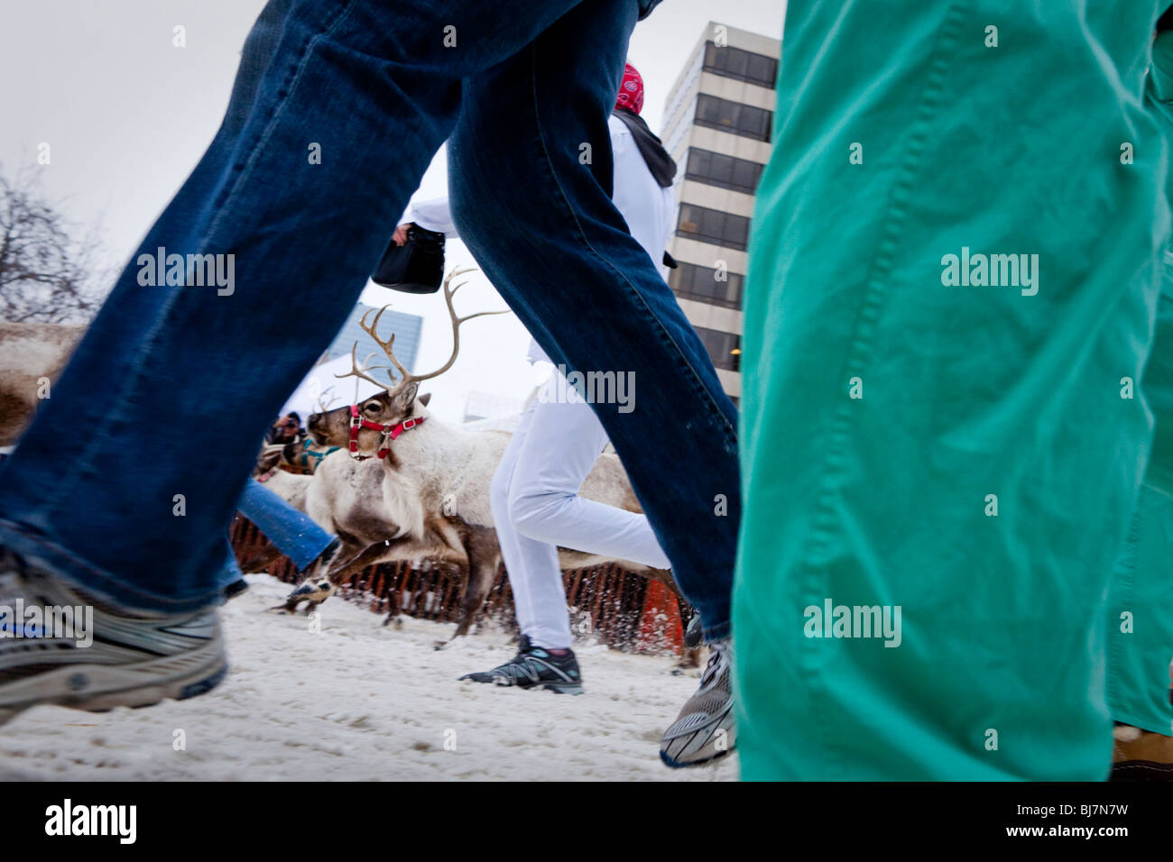 Ancoraggio in esecuzione delle renne, pelliccia Rondezvous (Fur Rondy) 2010. Un po' più freddo versione del la corsa dei tori. Foto Stock