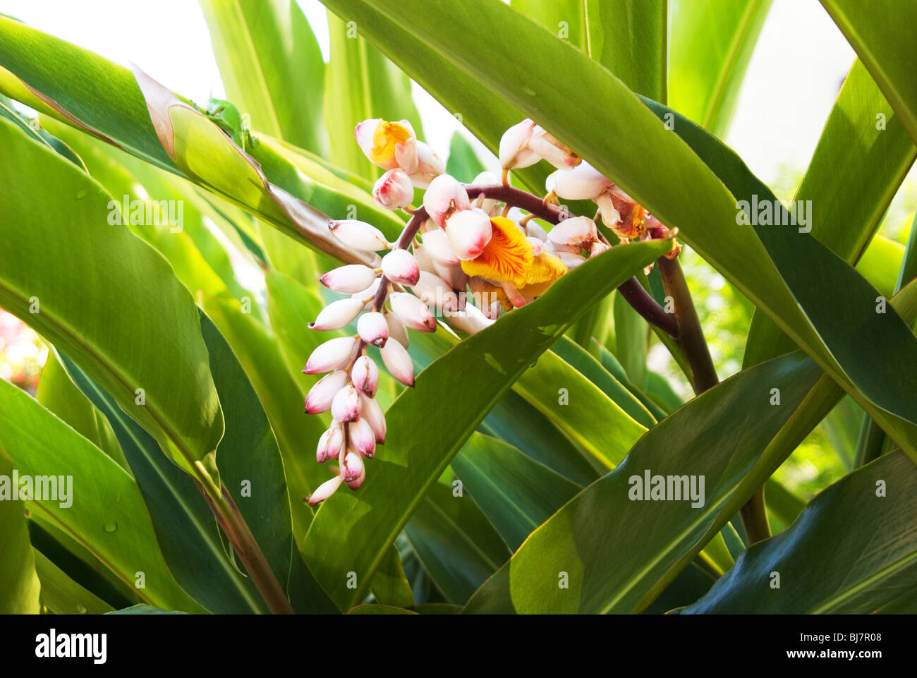 Guscio tropicale Zenzero, pianta che fiorisce in New Orleans. Foto Stock