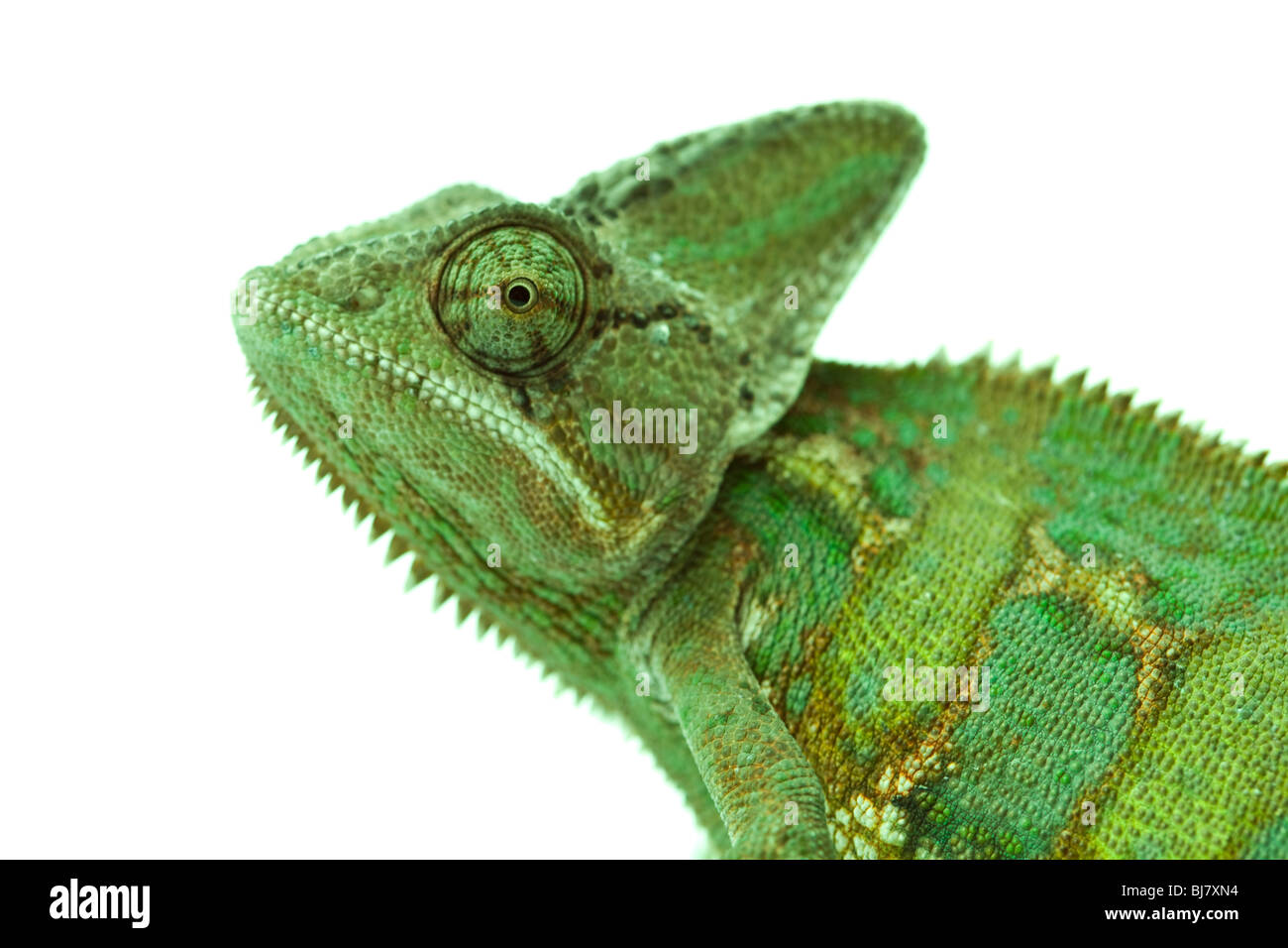 Grande e bella chameleon seduto su uno sfondo bianco Foto Stock