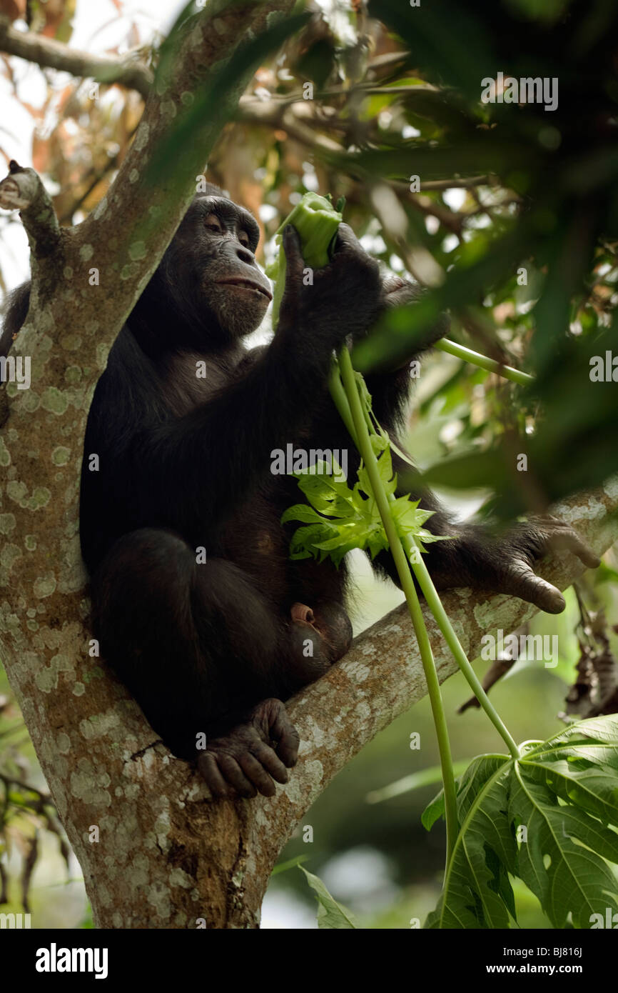 "Pele' adolescente di sesso maschile di Bossou study group in un albero vicino alla popolazione locale di colture. Foto Stock