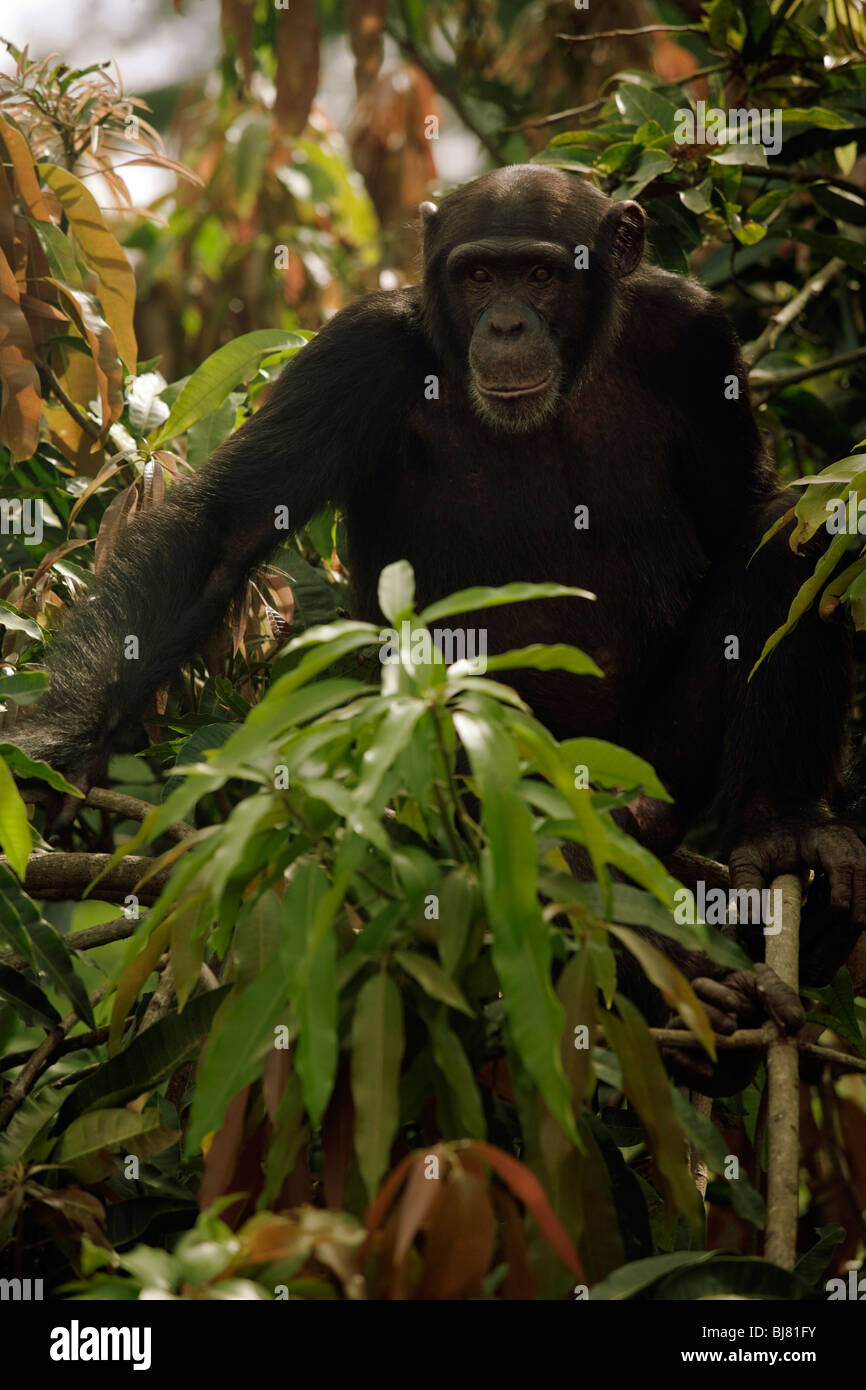 "Pele' adolescente di sesso maschile di Bossou study group in un albero vicino alla popolazione locale di colture. Foto Stock