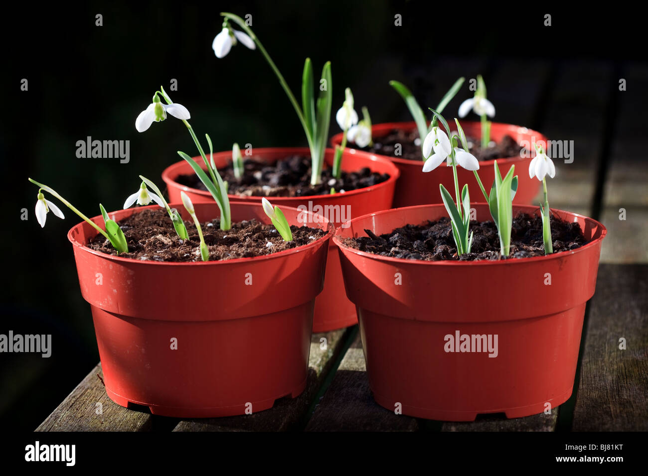 Galanthus elwesii - Bucaneve Foto Stock