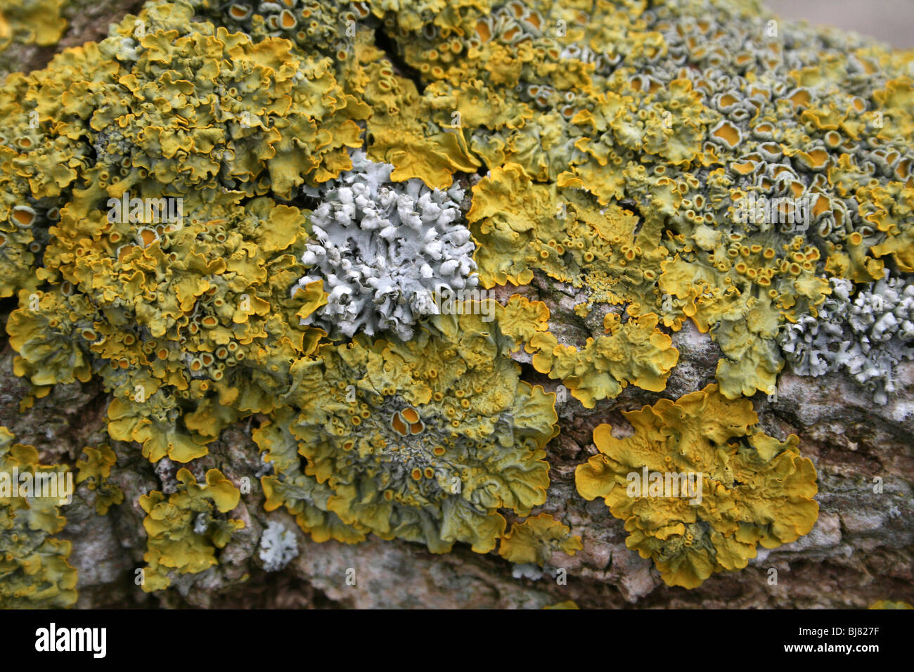 Il giallo un lichene Xanthoria parietina prese vicino al villaggio di Hale, Merseyside, Regno Unito Foto Stock