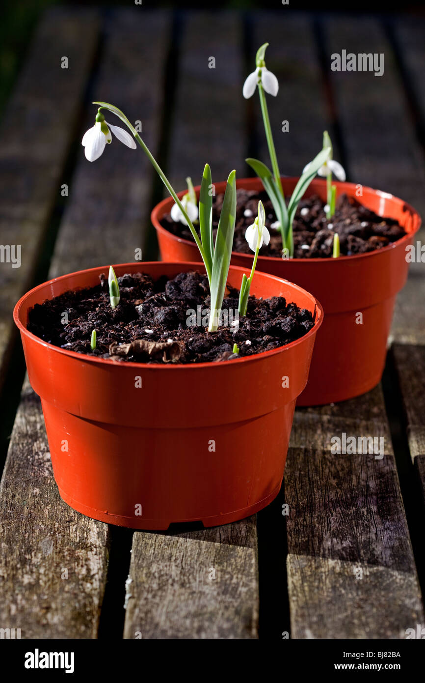 Galanthus elwesii - Bucaneve Foto Stock