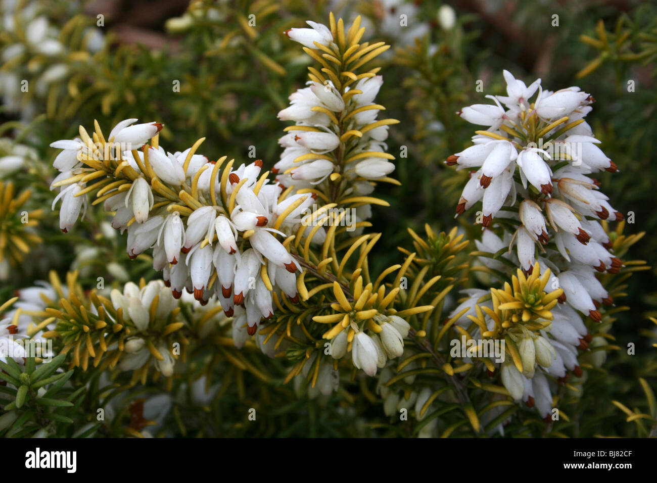 White erica Erica Carnea presi in Hale Village, Merseyside, Regno Unito Foto Stock