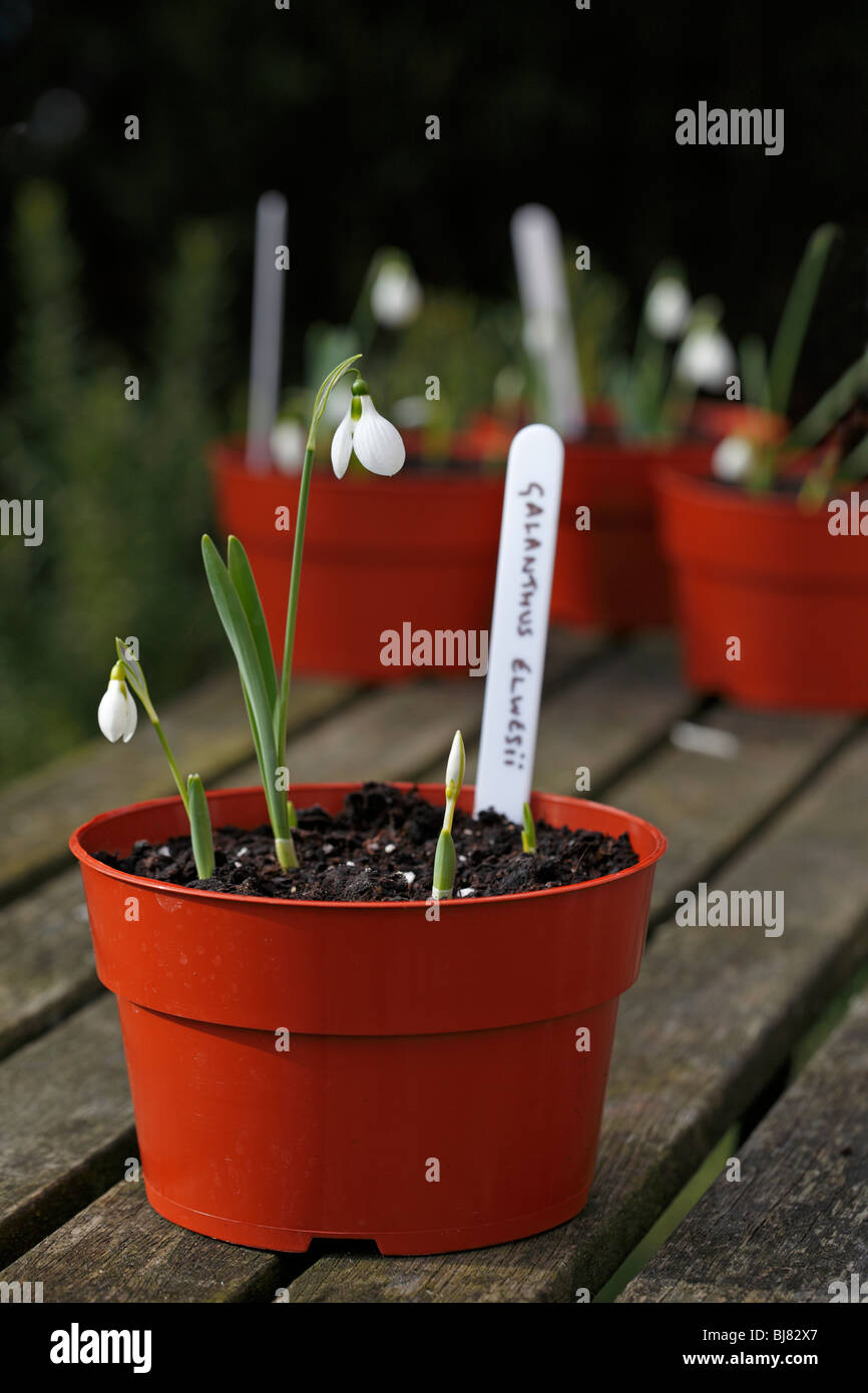 Galanthus elwesii - Bucaneve Foto Stock
