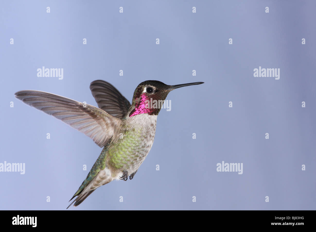 Un maschio di Anna Hummingbird in bilico in un cielo blu chiaro. Foto Stock