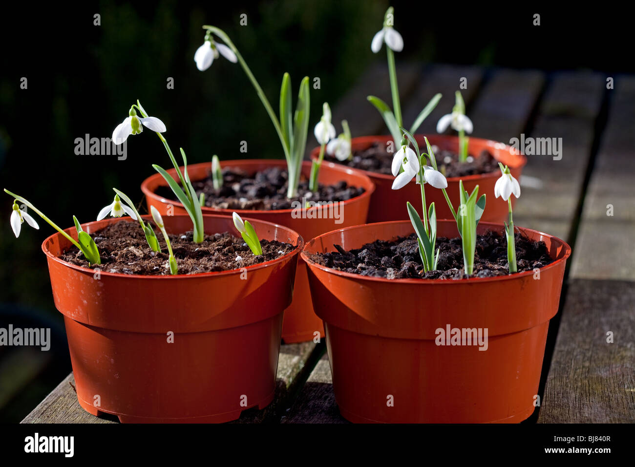 Galanthus elwesii - Bucaneve Foto Stock