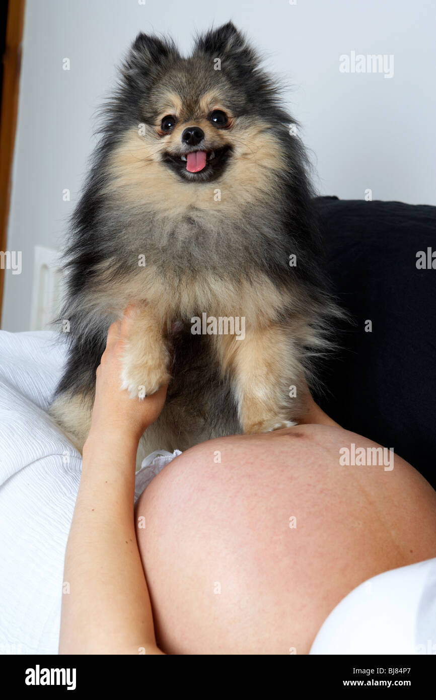 8 mese di gravidanza della donna di 30 anni di età con baby bump e piccolo Pomerania cane Foto Stock