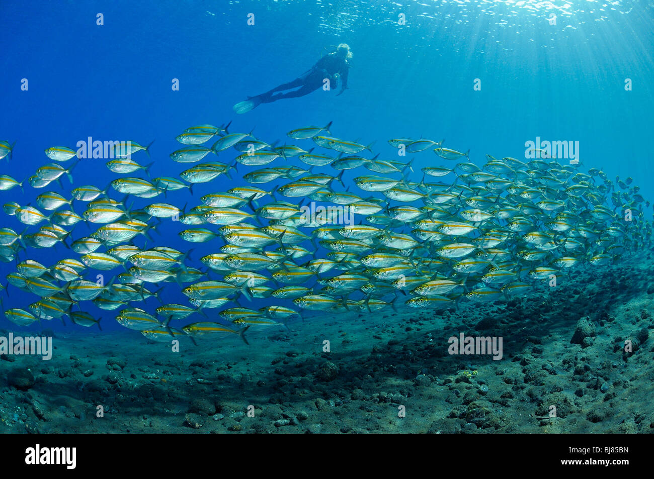 Selar boops, subacqueo con scuola di Oxeye centinaia, Caduta, Tulamben, Bali, Indonesia, Indo-pacifico Ocean Foto Stock