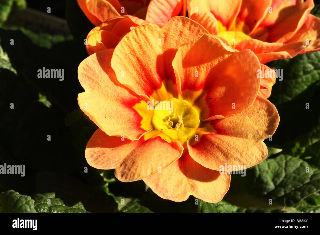 Primrose famiglia Primulaceae giardino ibridi una primavera precoce fiore visto nel selvaggio e nei giardini Foto Stock