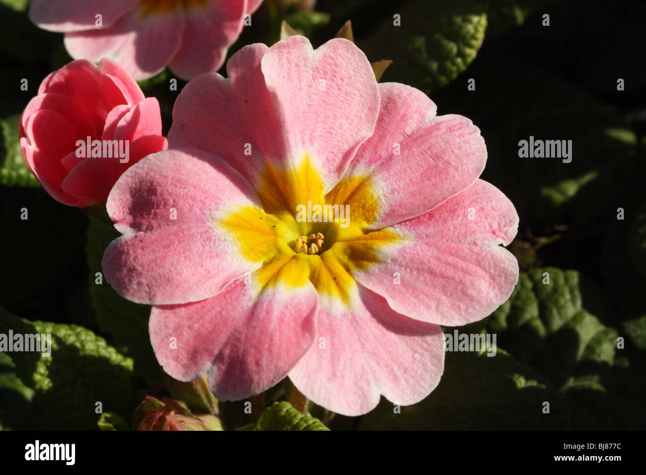 Primrose famiglia Primulaceae giardino ibridi una primavera precoce fiore visto nel selvaggio e nei giardini Foto Stock