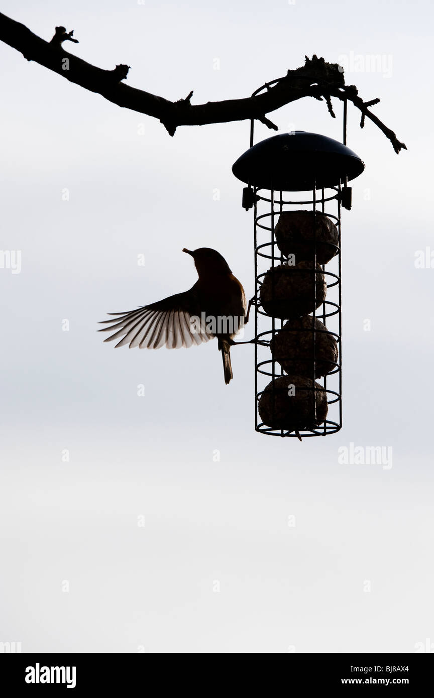 Silhouette di Robin su un grasso alimentatore a sfera pendente da un albero in un giardino. Regno Unito Foto Stock