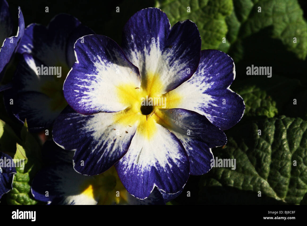 Primrose famiglia Primulaceae giardino ibridi una primavera precoce fiore visto nel selvaggio e nei giardini Foto Stock