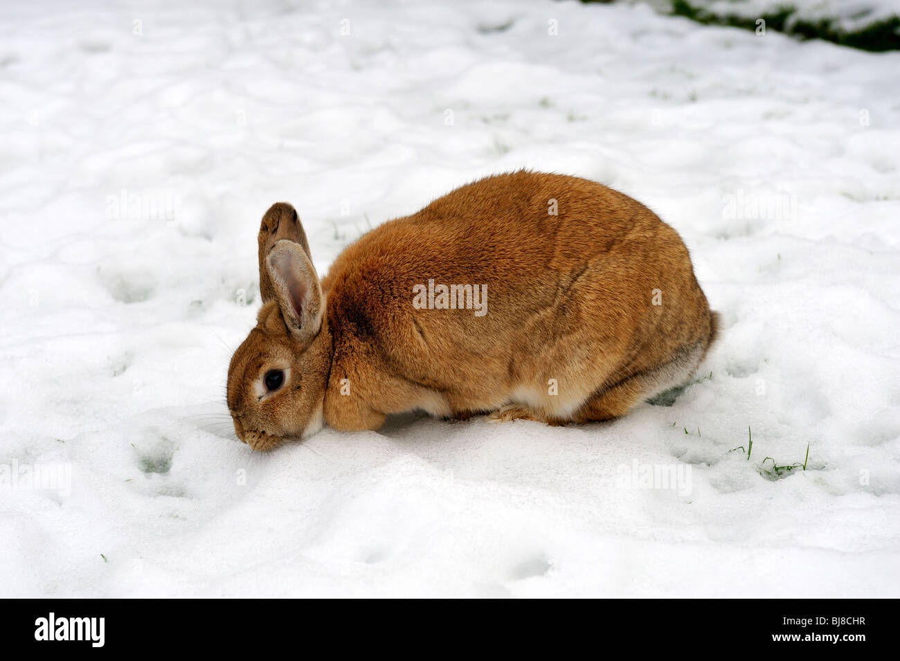Pet marrone coniglio in neve profonda cercando di mangiare erba Foto Stock