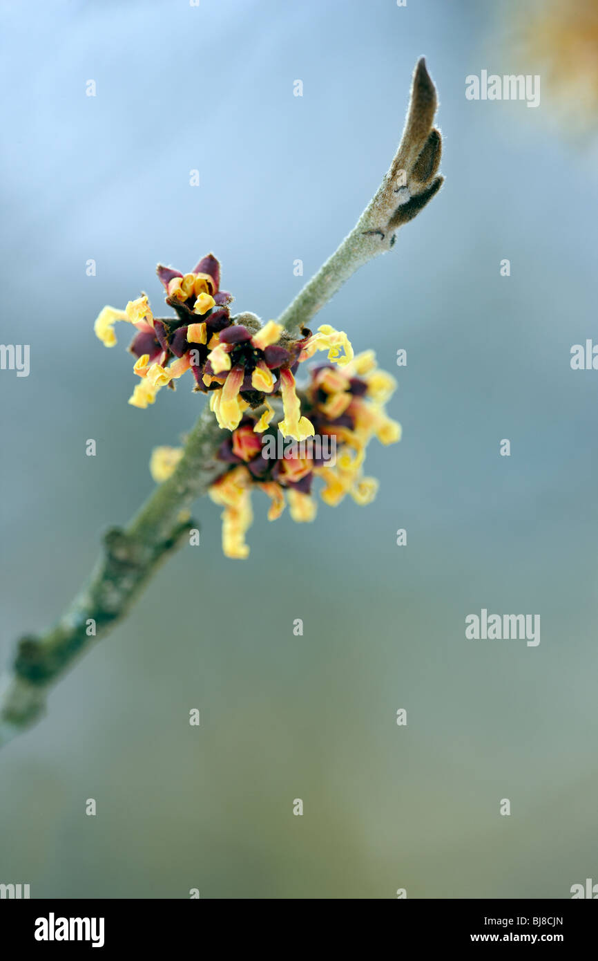 Hamamelis japonica - Amamelide Foto Stock