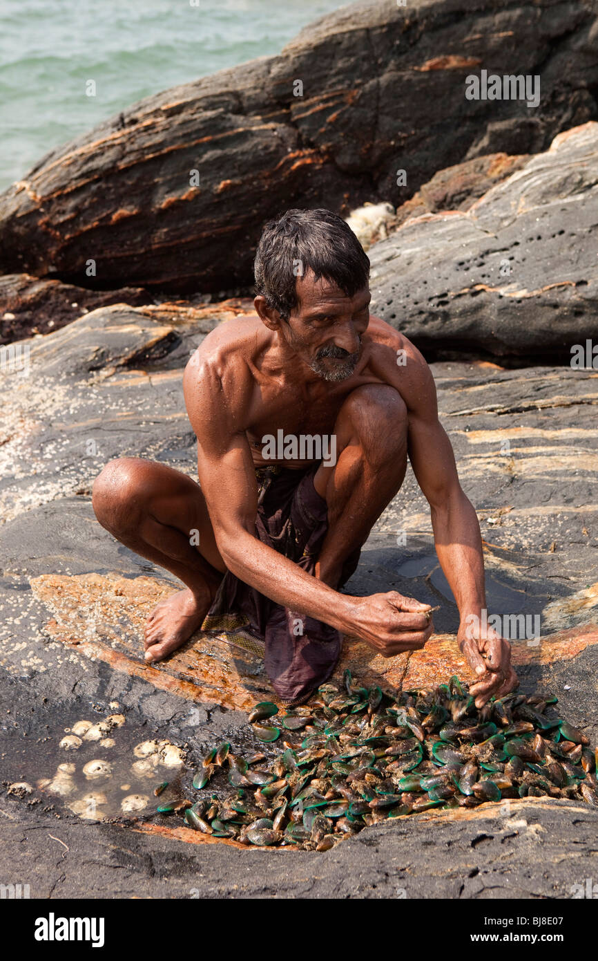 India Kerala, Mahe (Pondicherry) il territorio dell' Unione, le cozze pescatore di cattura di smistamento su rocce Foto Stock