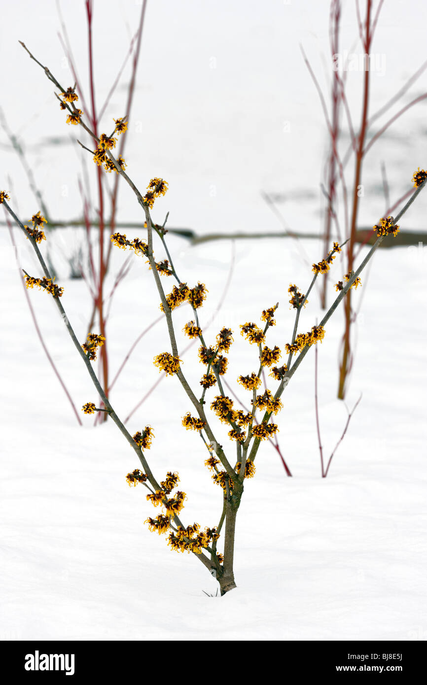 Hamamelis x intermedia "Aurora" giovane albero nella neve Foto Stock