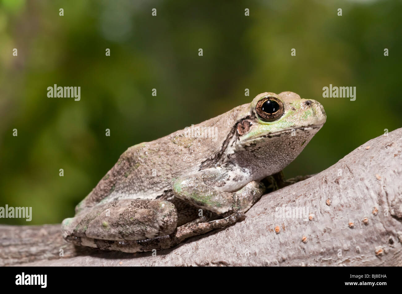 Grigio orientale raganella, Hyla versicolor, STATI UNITI D'AMERICA Foto Stock