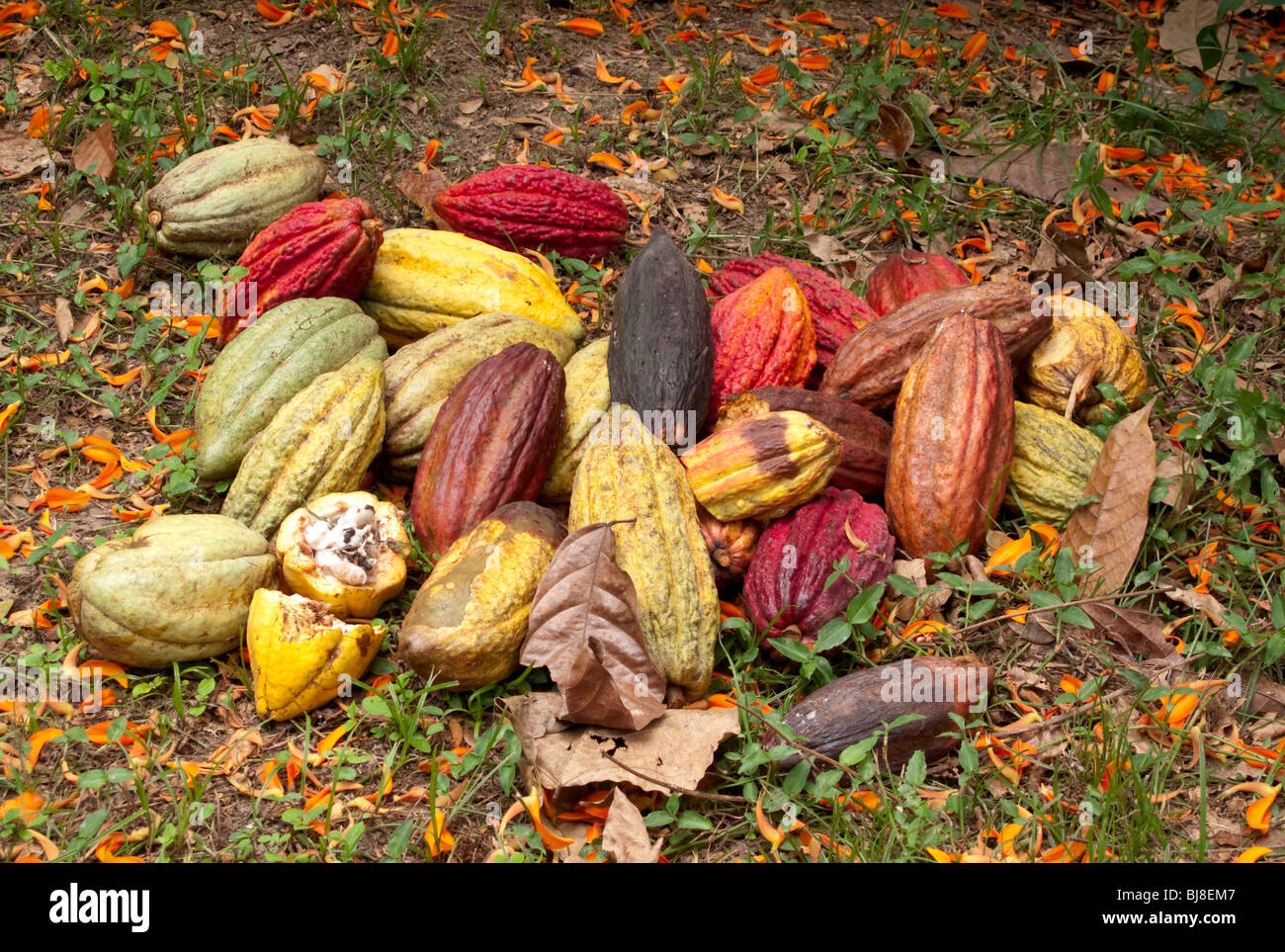 Un palo di colmo di raccolte di recente il cacao Cialde Tobago Caraibi Foto Stock