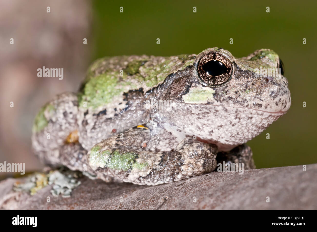 Grigio raganella, Hyla versicolor, femmina, STATI UNITI D'AMERICA Foto Stock