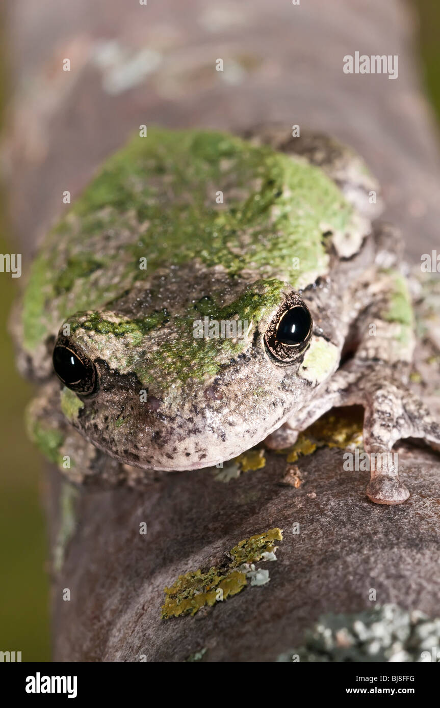 Grigio raganella, Hyla versicolor, femmina, STATI UNITI D'AMERICA Foto Stock