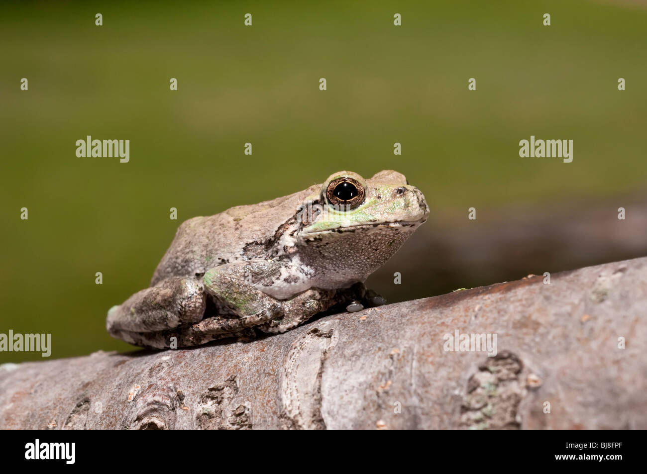 Grigio orientale raganella, Hyla versicolor, STATI UNITI D'AMERICA Foto Stock