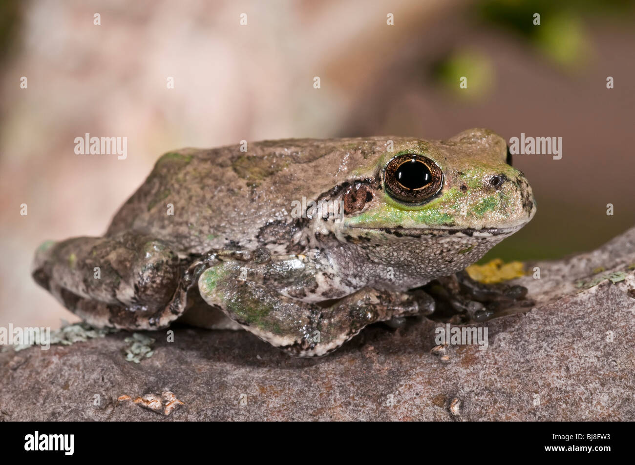 Grigio orientale raganella, Hyla versicolor, STATI UNITI D'AMERICA Foto Stock