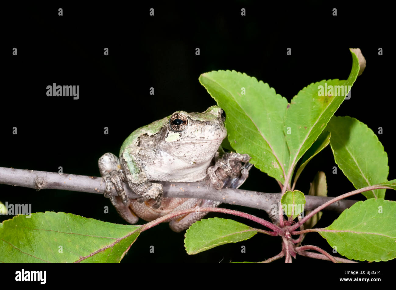 Grigio raganella, Hyla versicolor, femmina, STATI UNITI D'AMERICA Foto Stock